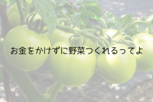 野菜をつくっているイメージ